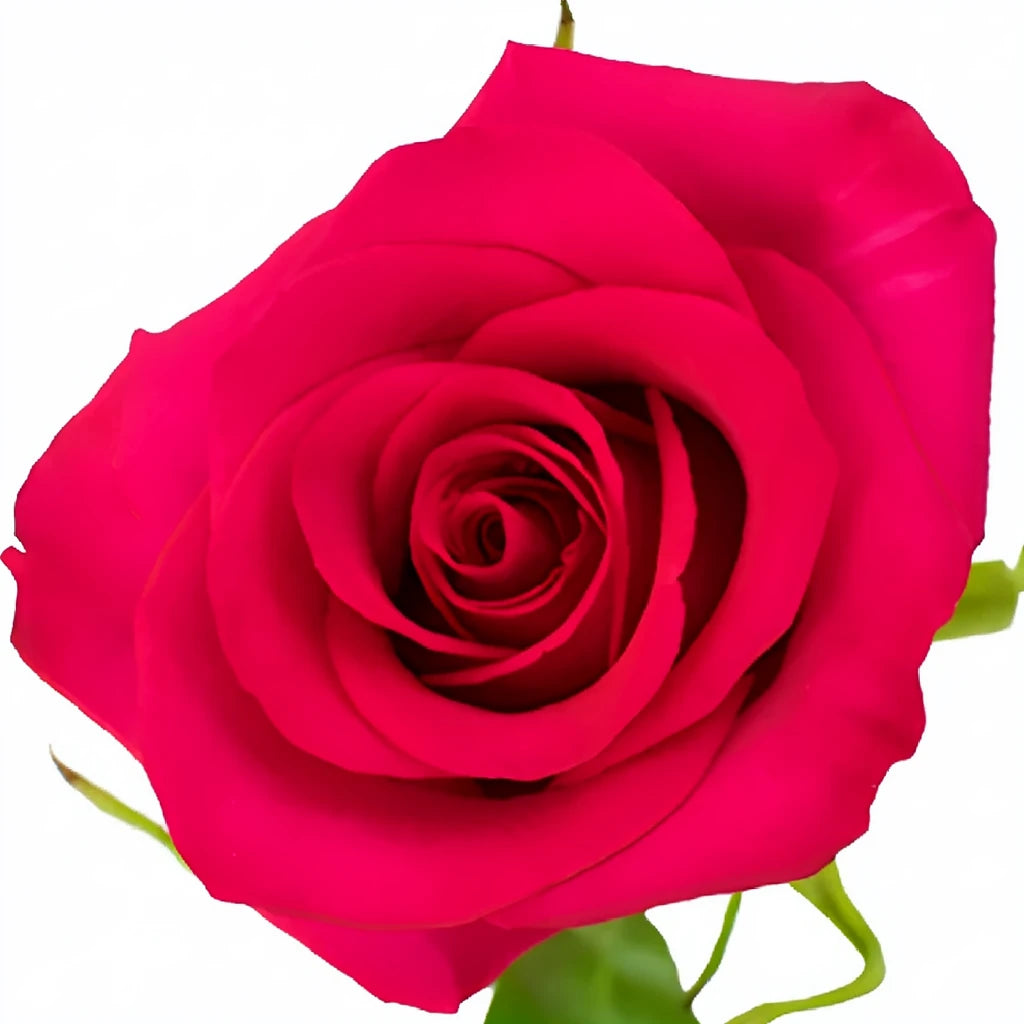 Hot Spot Roses Standard - alternative 1