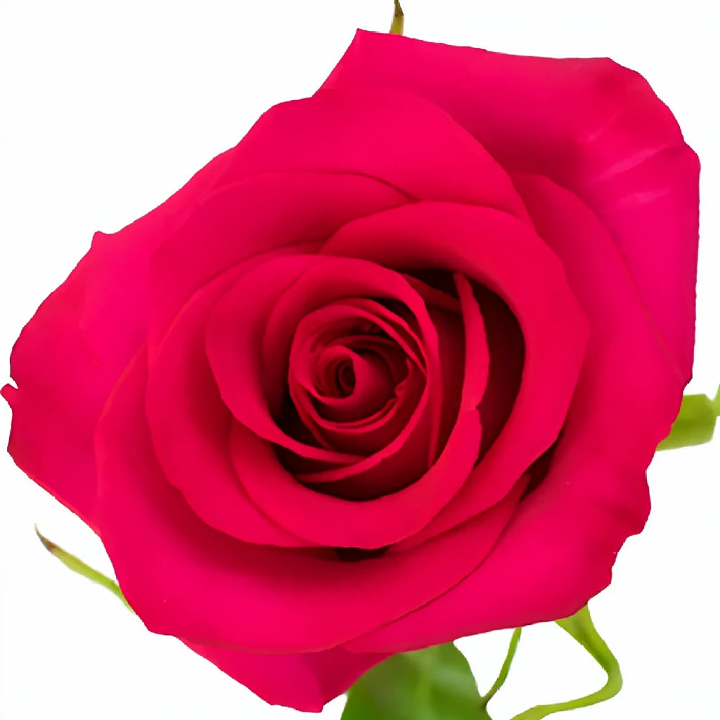 Hot Paris Roses Standard - alternative 1