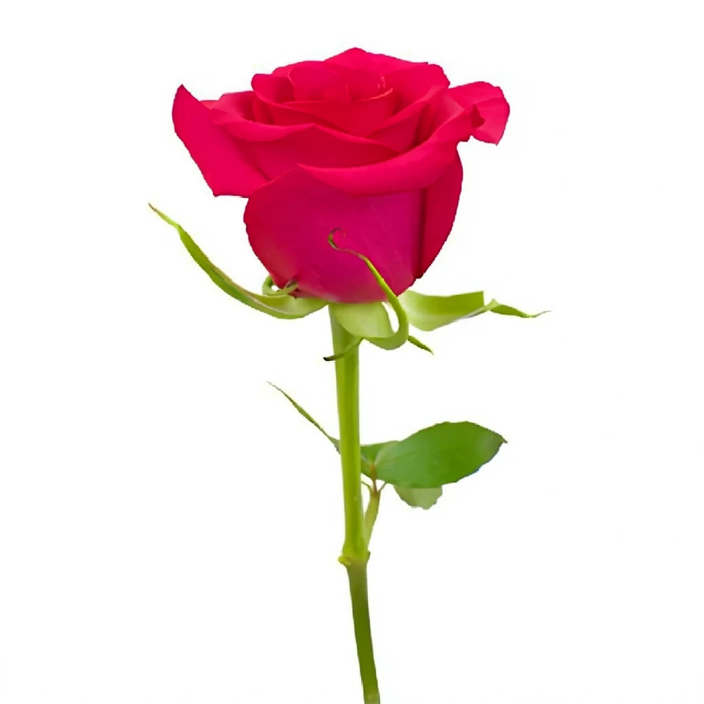 Hot Spot Roses Standard - alternative 2
