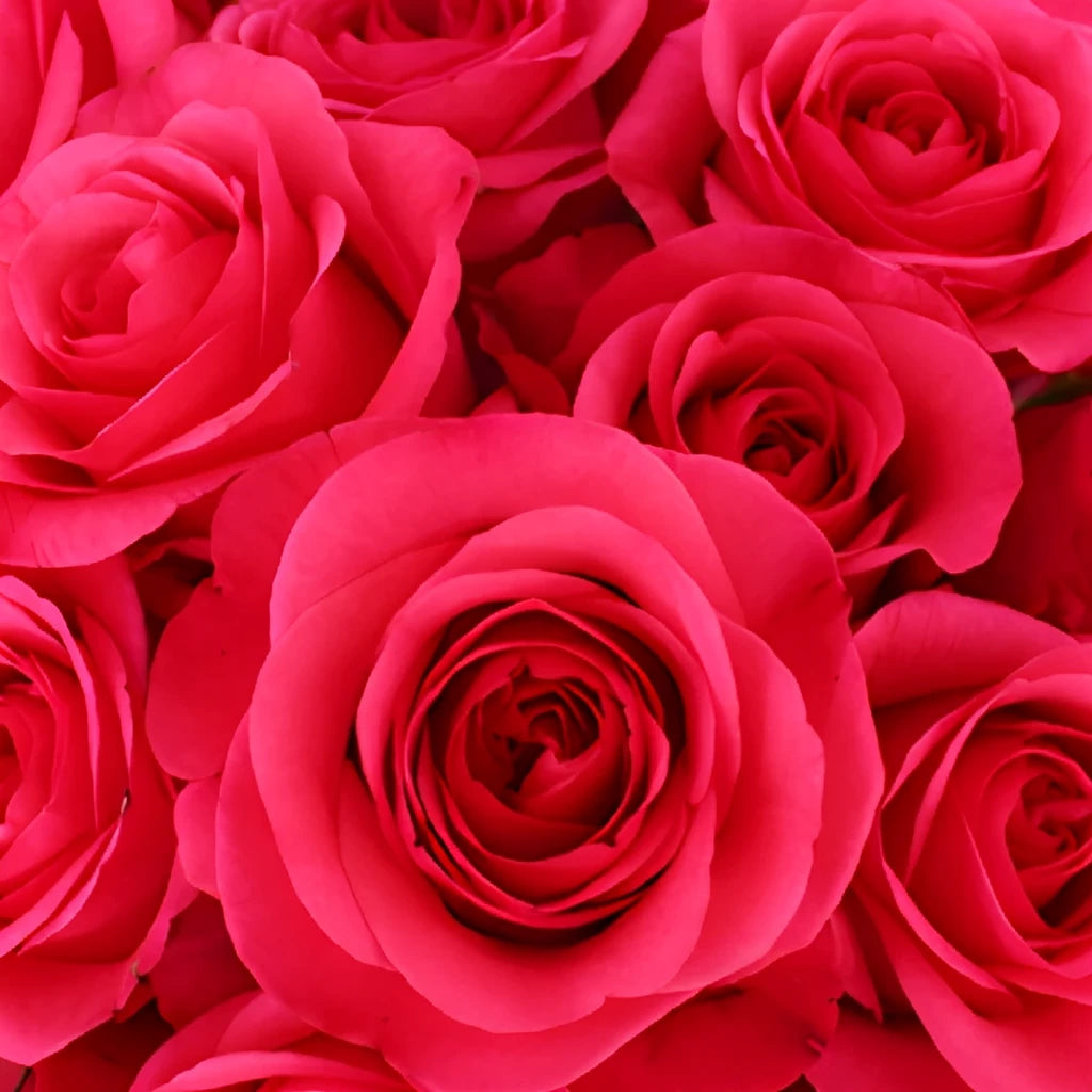 Hot Party Roses Standard - alternative 1