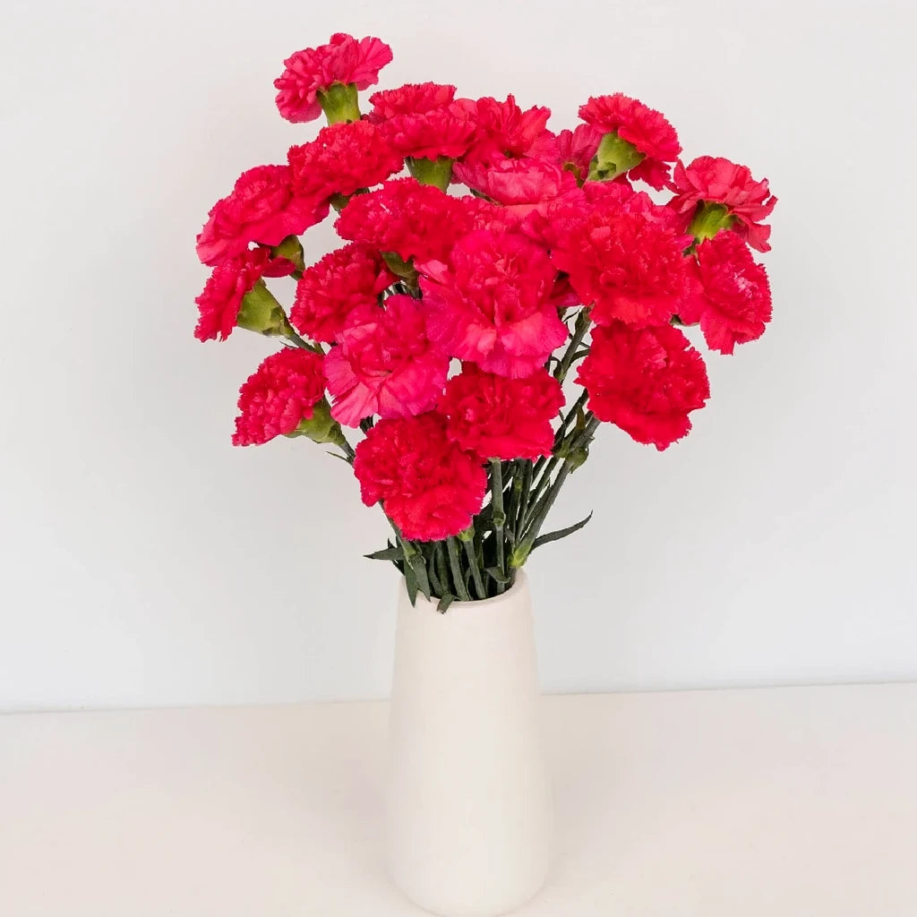 Budapest Carnations - alternative 2