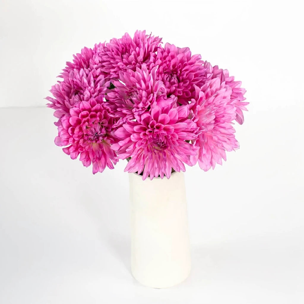 Beauty Pink Dahlias - alternative 1