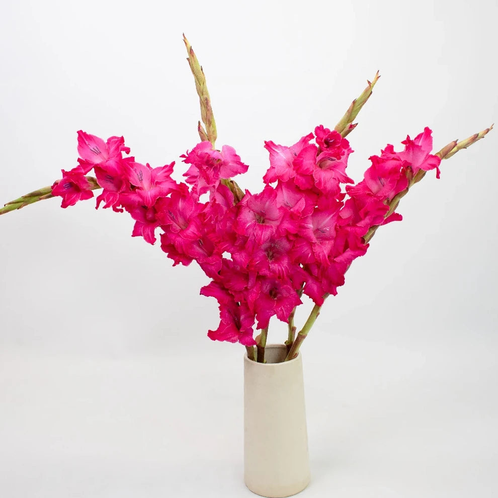 Pink Hot Gladiolus - alternative 1
