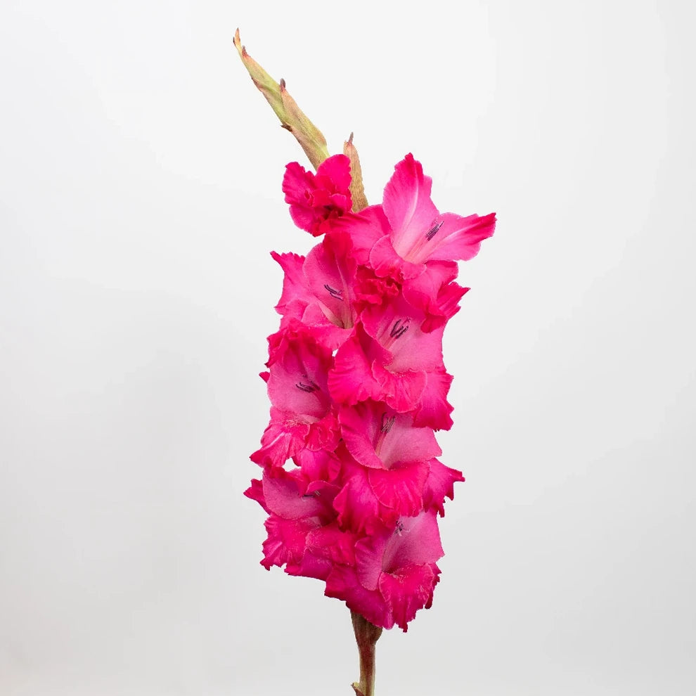 Pink Hot Gladiolus - alternative 2