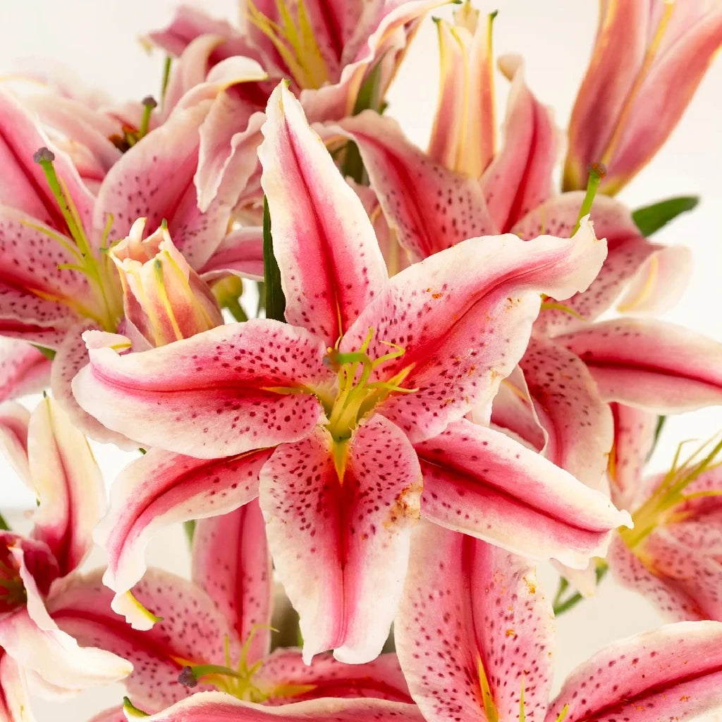 Brilliant Star Lilies Oriental - alternative 1