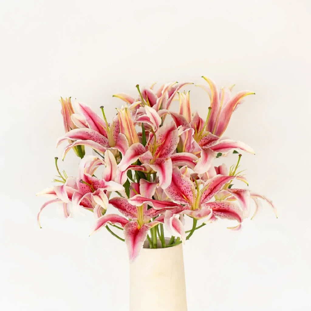 Brilliant Star Lilies Oriental - alternative 2
