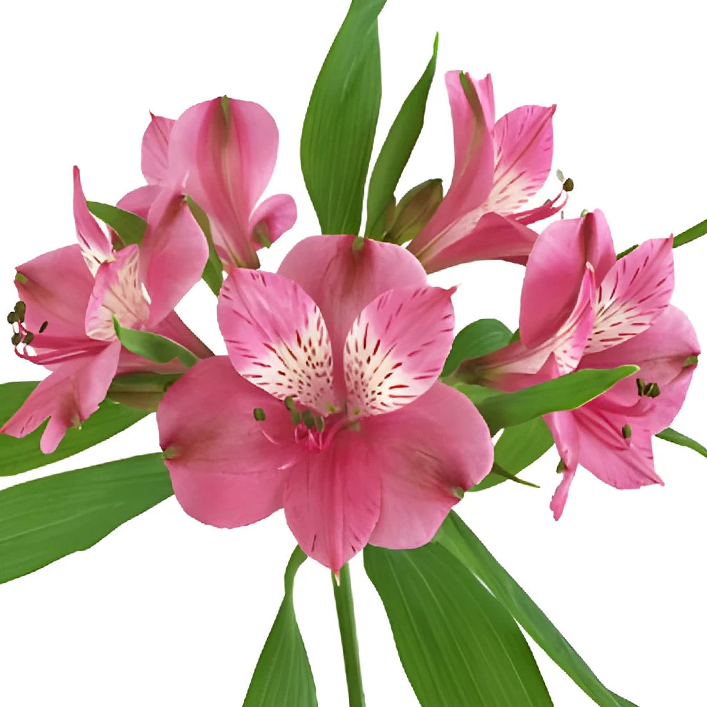 Pink Hot Alstroemeria - main