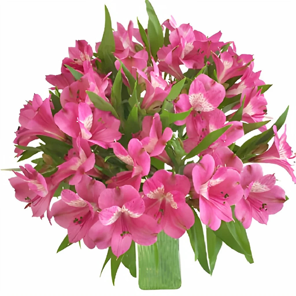 Pink Hot Alstroemeria - alternative 2