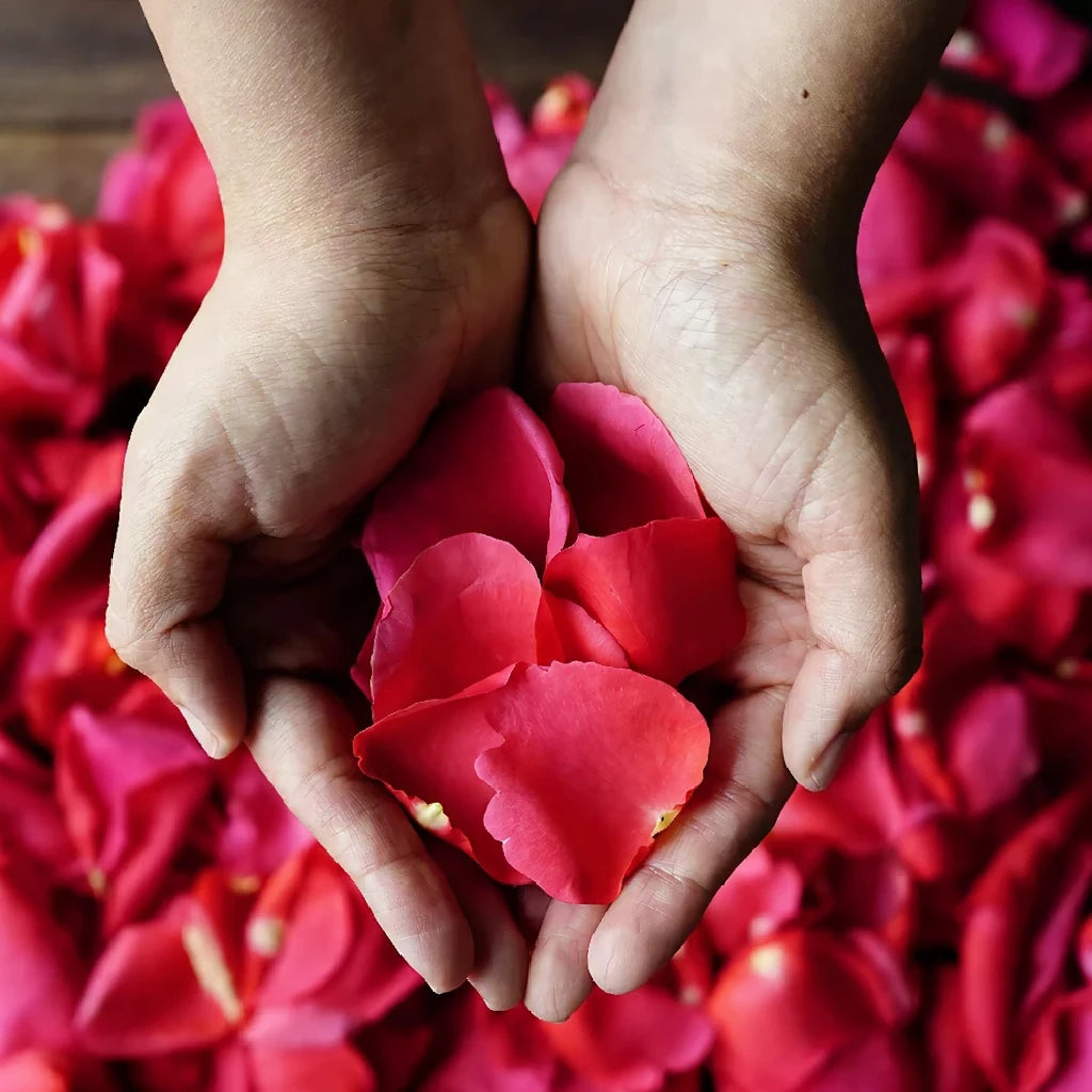 Pink Hot Rose Petals - main