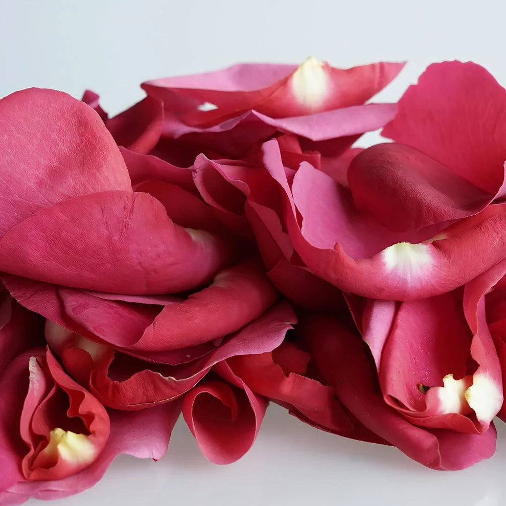 Pink Hot Rose Petals - alternative 2