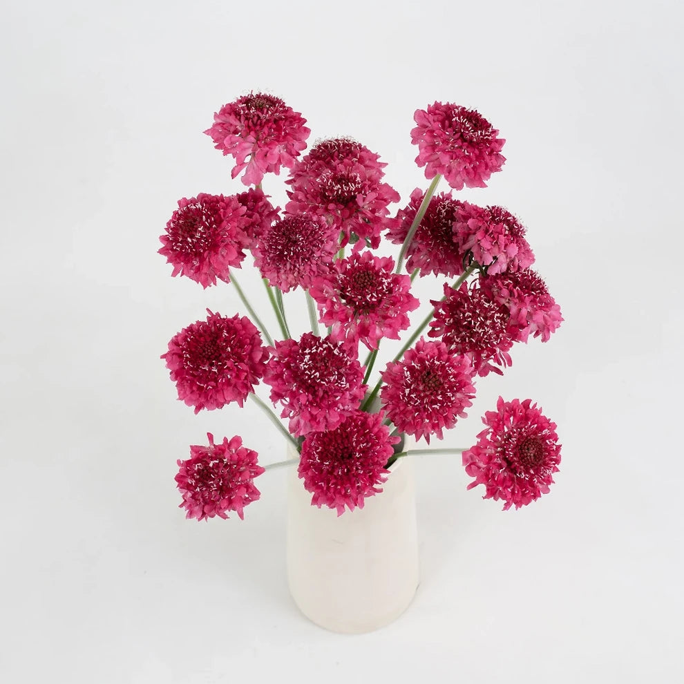 Strawberry Scabiosa - alternative 1