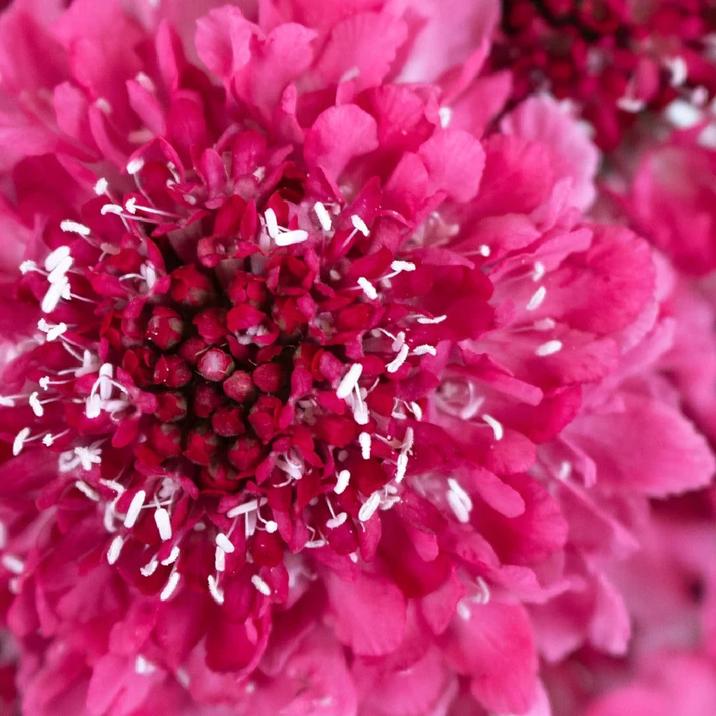 Strawberry Scabiosa - alternative 2