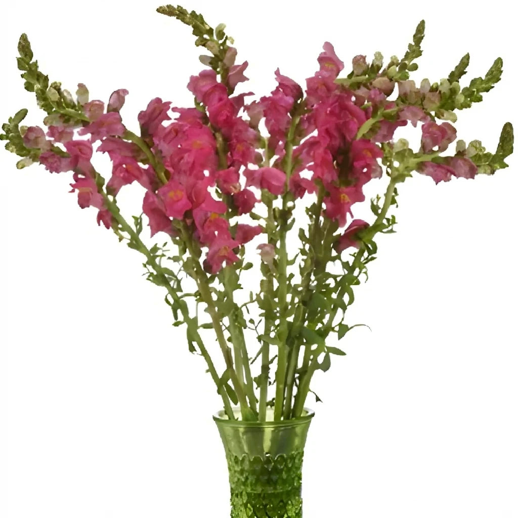 Pink Hot Snapdragons - alternative 2