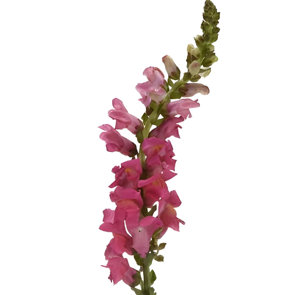 Pink Hot Snapdragons - alternative 1