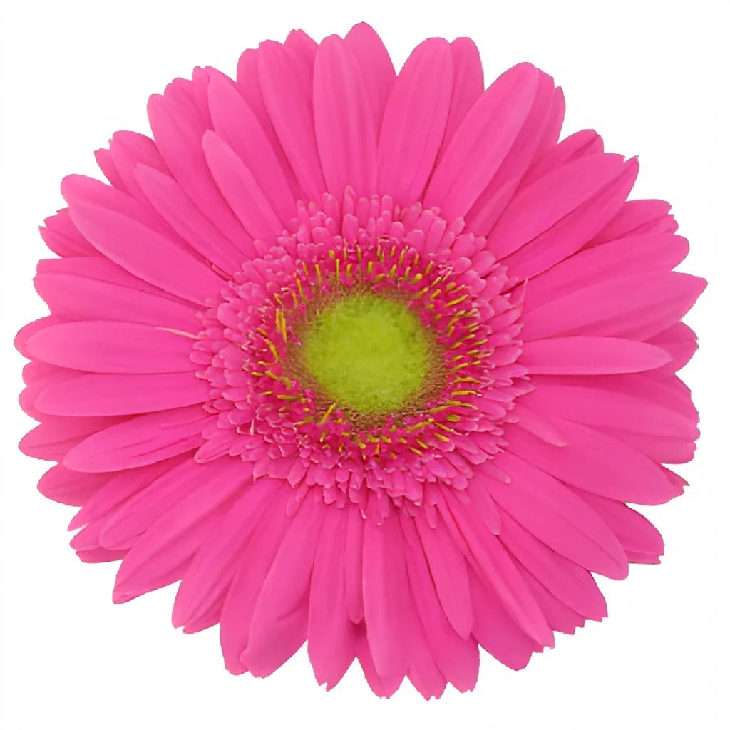 Pink Hot Gerberas - main