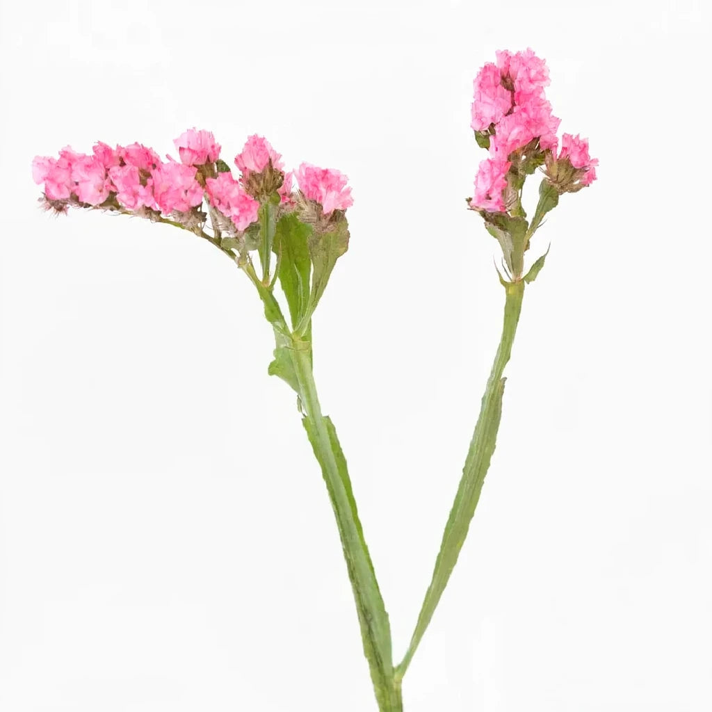 Pink Hot Statice - alternative 1