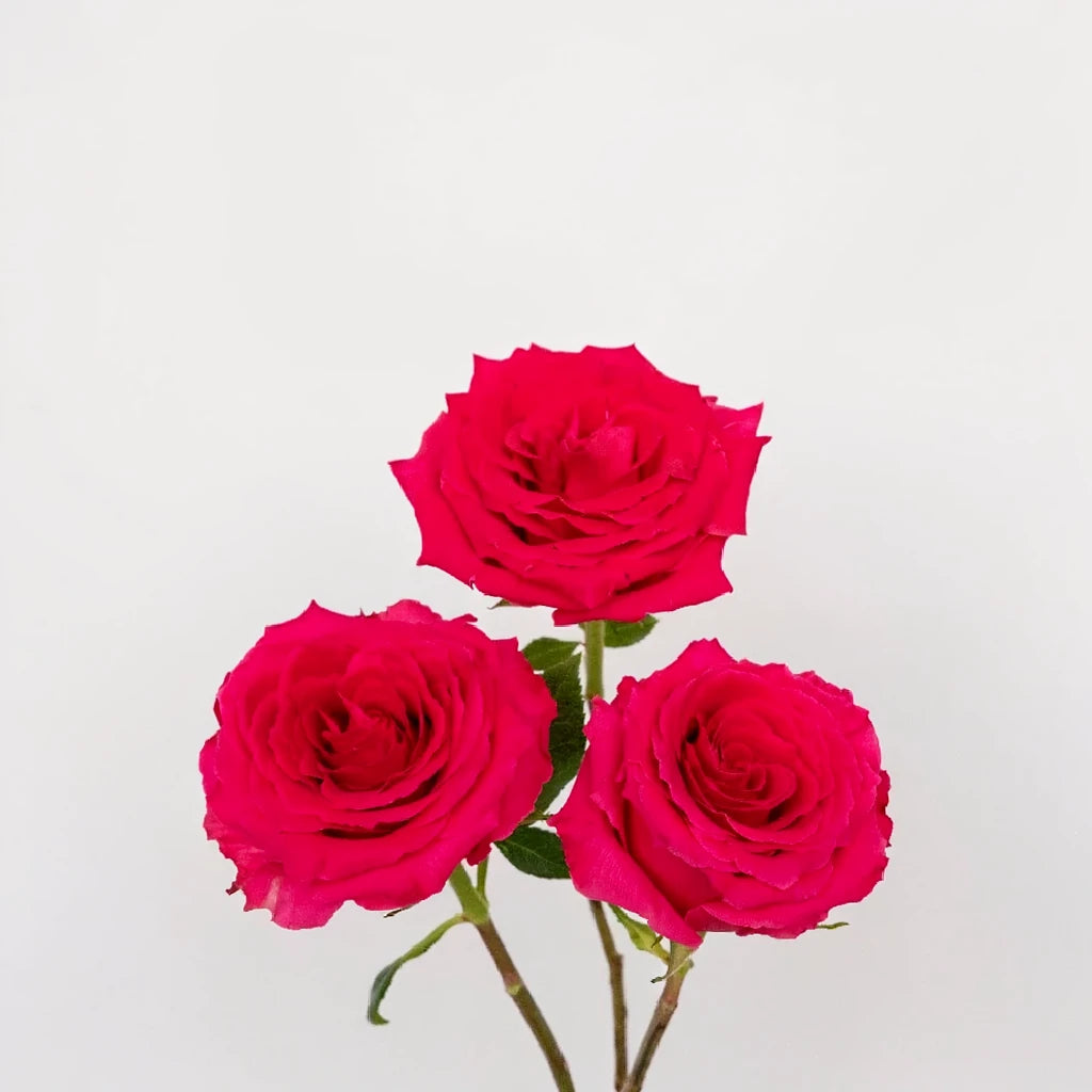 Pink Explorer Roses Standard - main