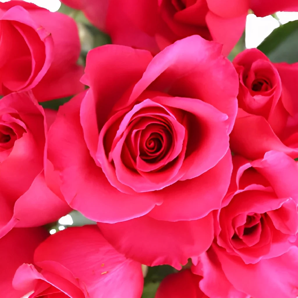 Hot Princess Roses Standard - alternative 2