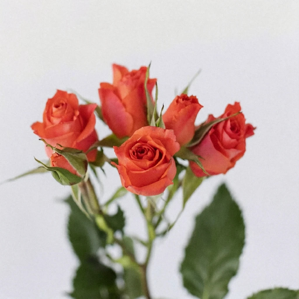 Alegria Roses Spray - alternative 1