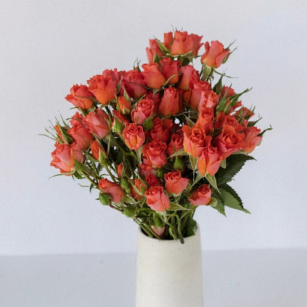 Alegria Roses Spray - alternative 2