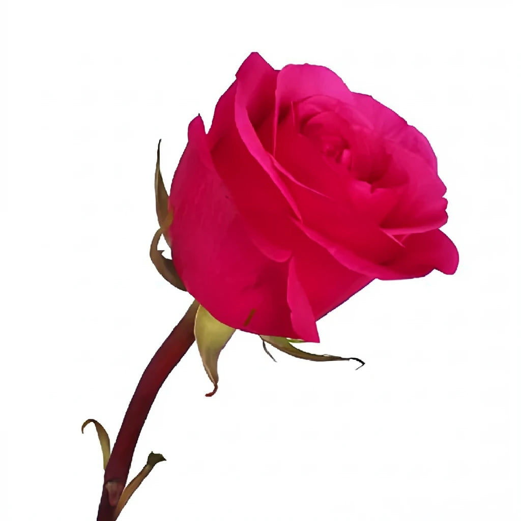 Hot Party Roses Standard - alternative 3
