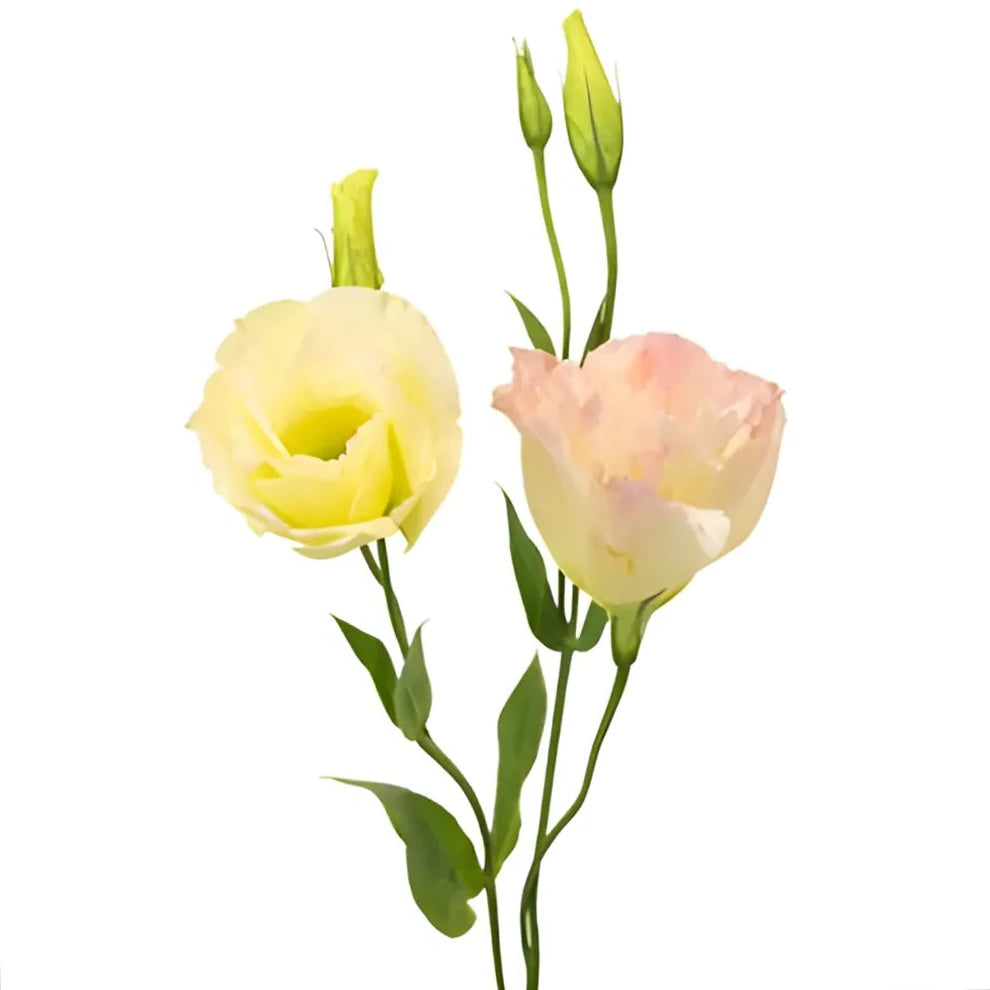 Peach Lisianthus - alternative 1