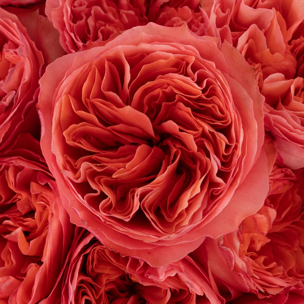 Candy Xpression Roses Garden - main