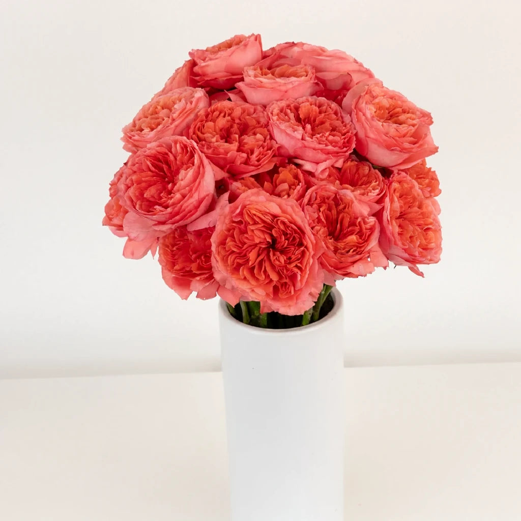 Candy Xpression Roses Garden - alternative 1