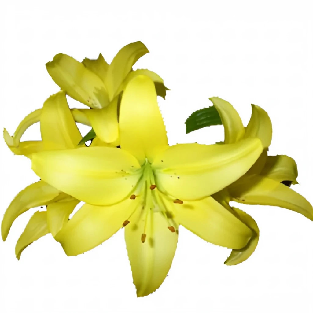 Pavia Lilies Asiatic - main