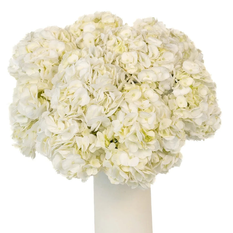White Hydrangeas - alternative 1