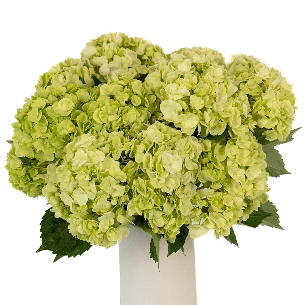 Green Hydrangeas - alternative 2