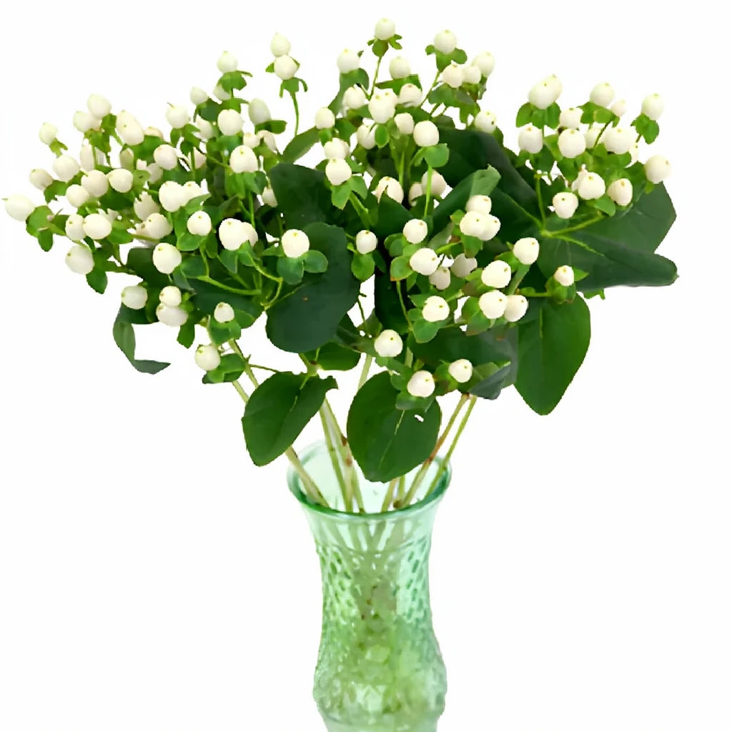 Hypericum White Berries - alternative 2