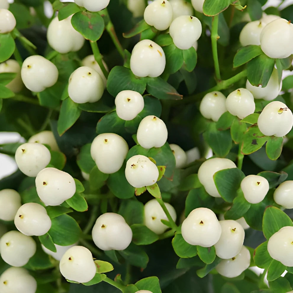 Hypericum White Berries - alternative 1
