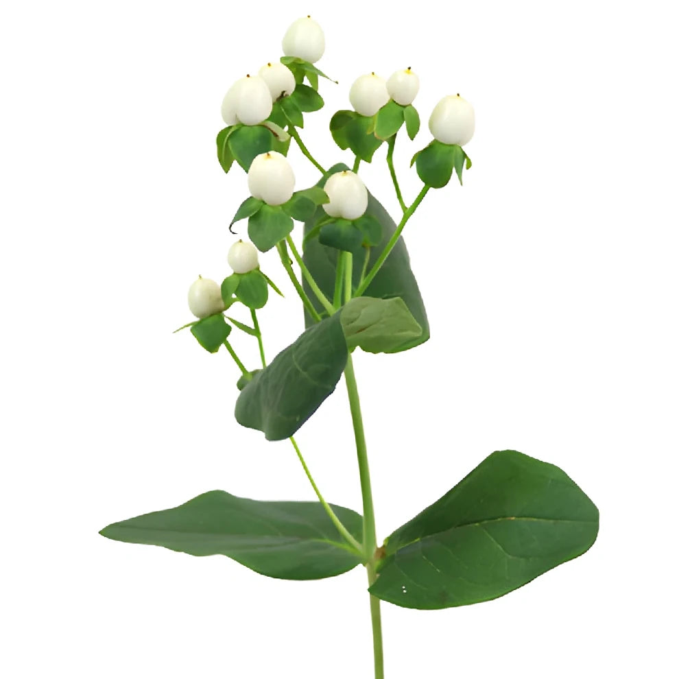 Hypericum White Berries - alternative 3
