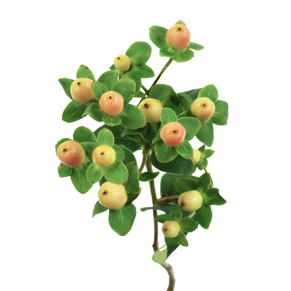 Hypericum Peach Berries - alternative 3