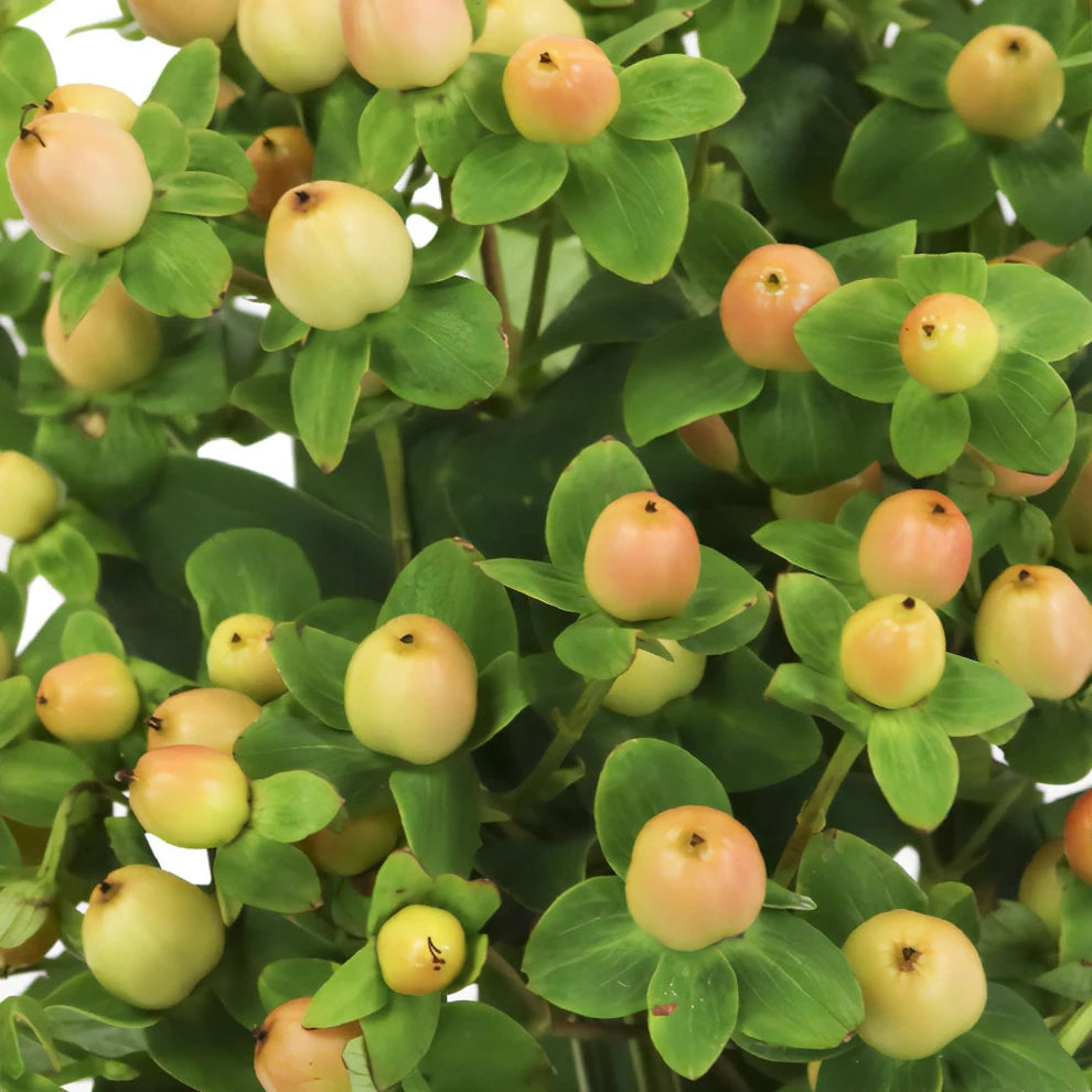 Hypericum Peach Berries - main