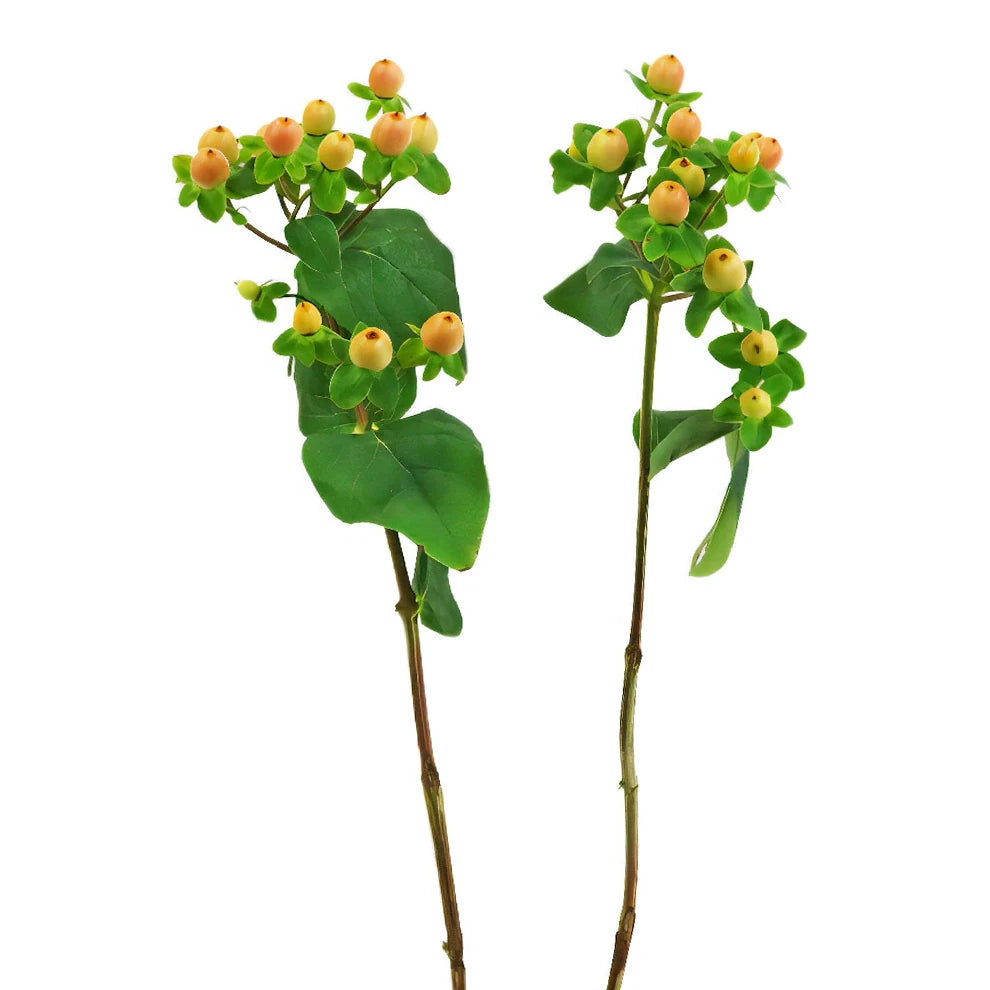 Hypericum Peach Berries - alternative 1