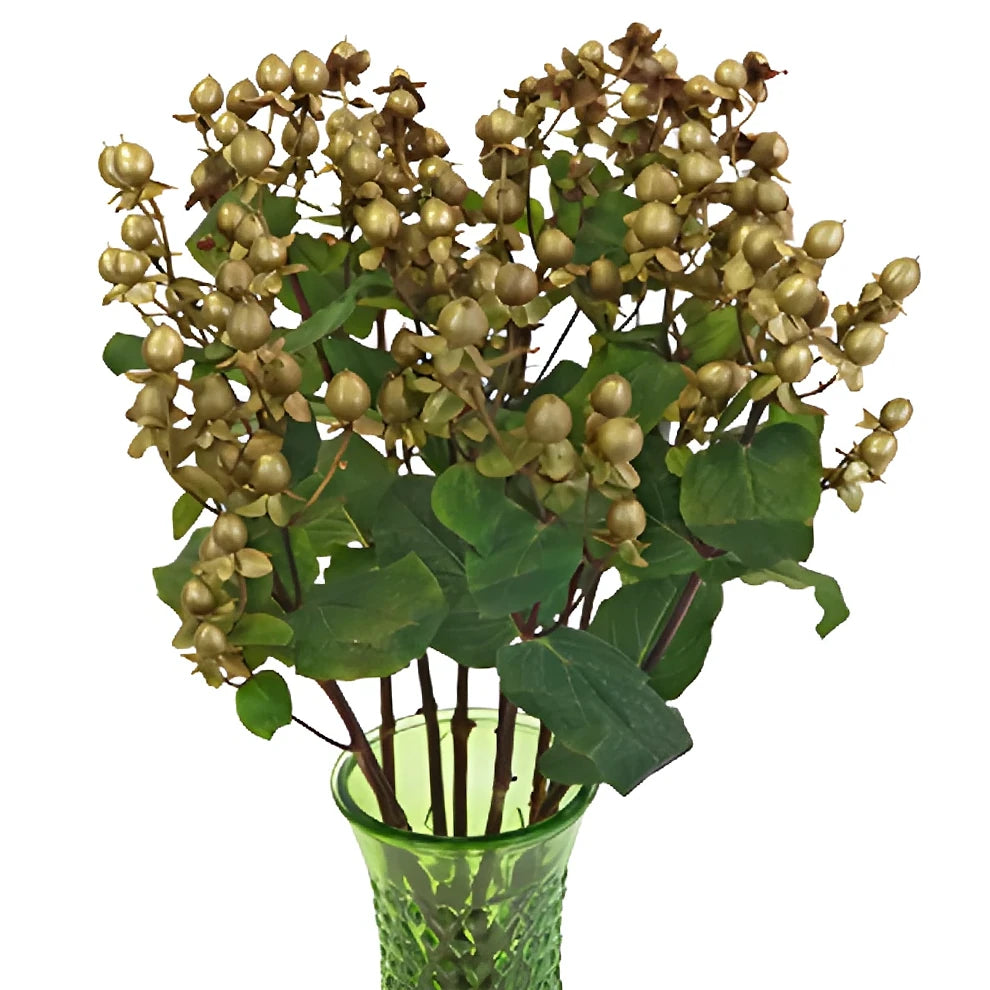 Hypericum Tinted Gold Berries - alternative 2