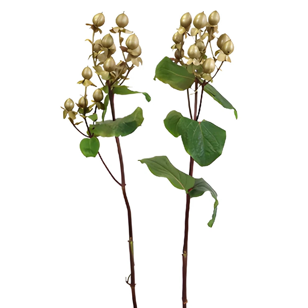 Hypericum Tinted Gold Berries - main