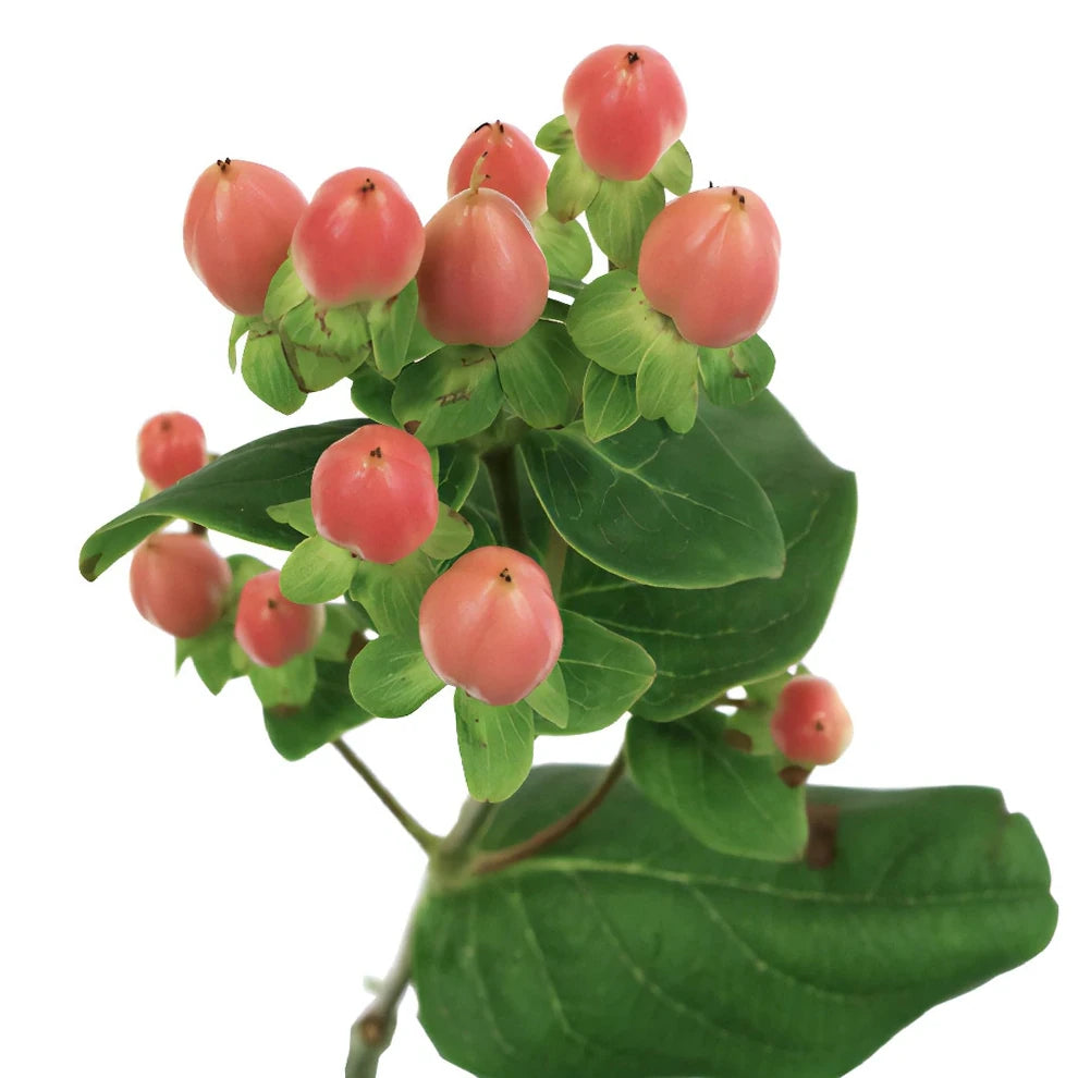 Hypericum Salmon Berries - alternative 2