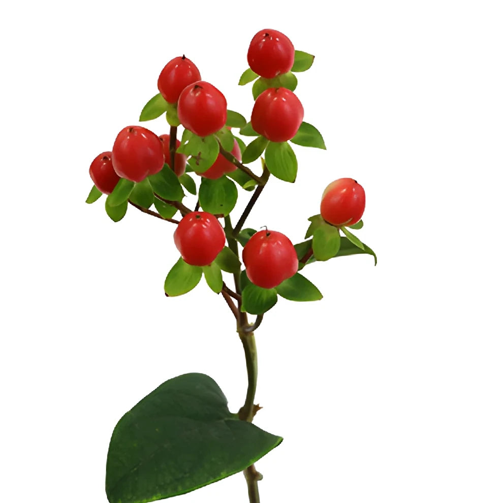 Hypericum Red Berries - main