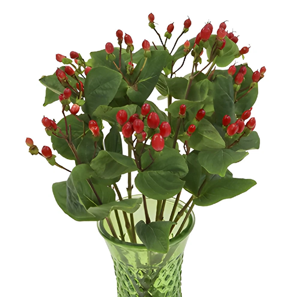 Hypericum Red Berries - alternative 3