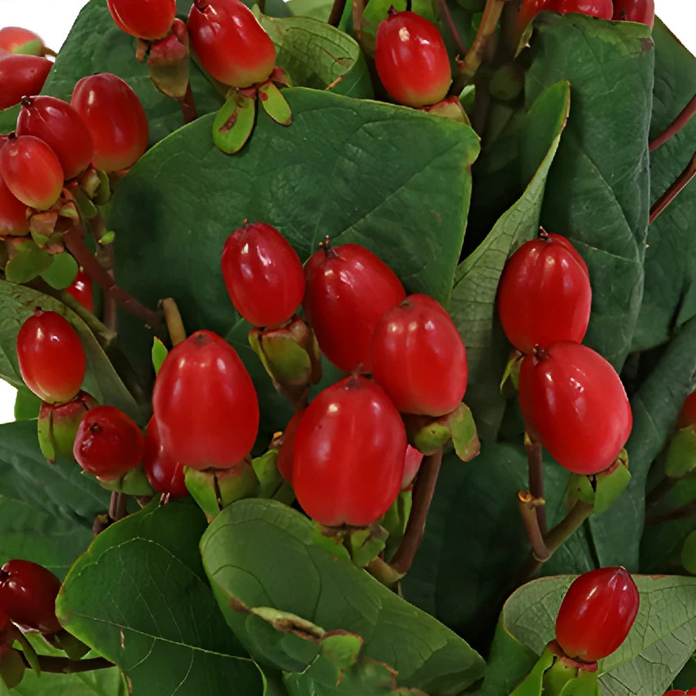 Hypericum Red Berries - alternative 2