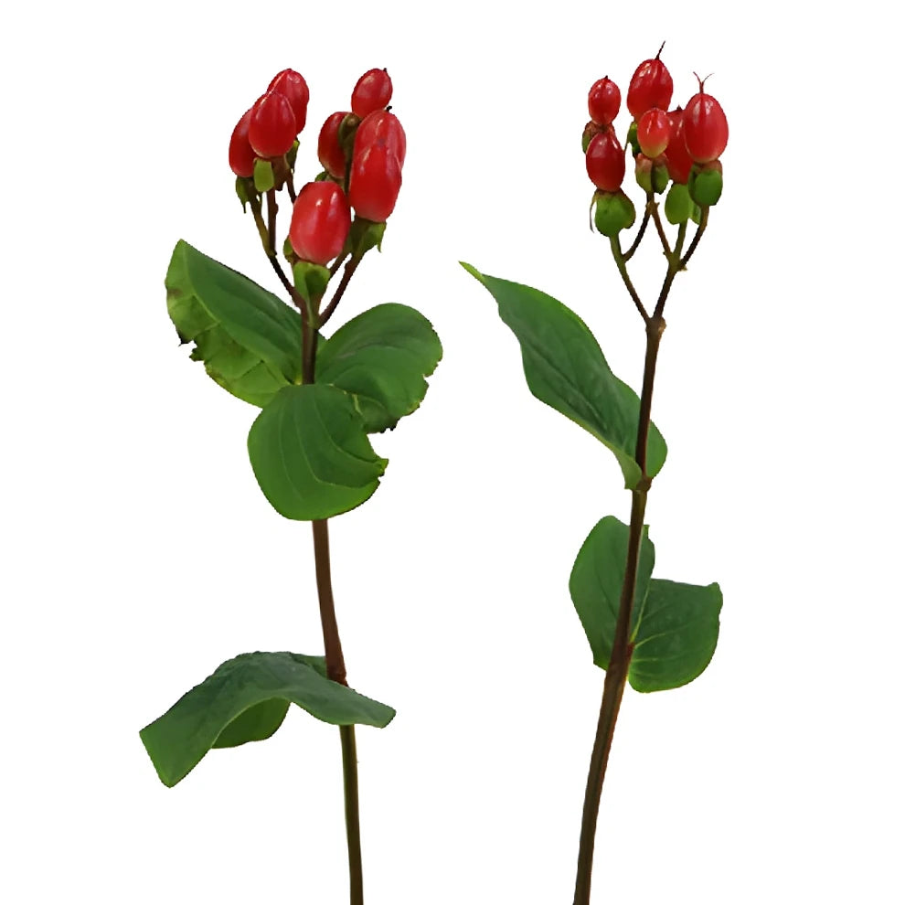 Hypericum Red Berries - alternative 1