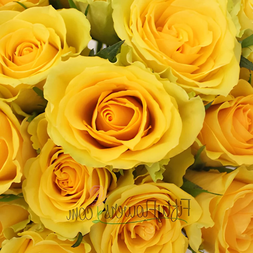 Idole Roses Standard - main