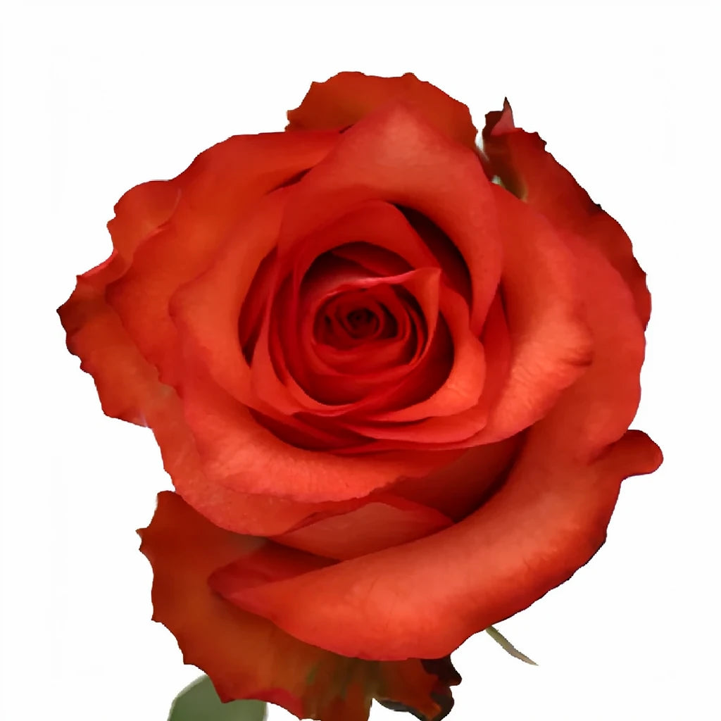 Iguana Roses Standard - alternative 1