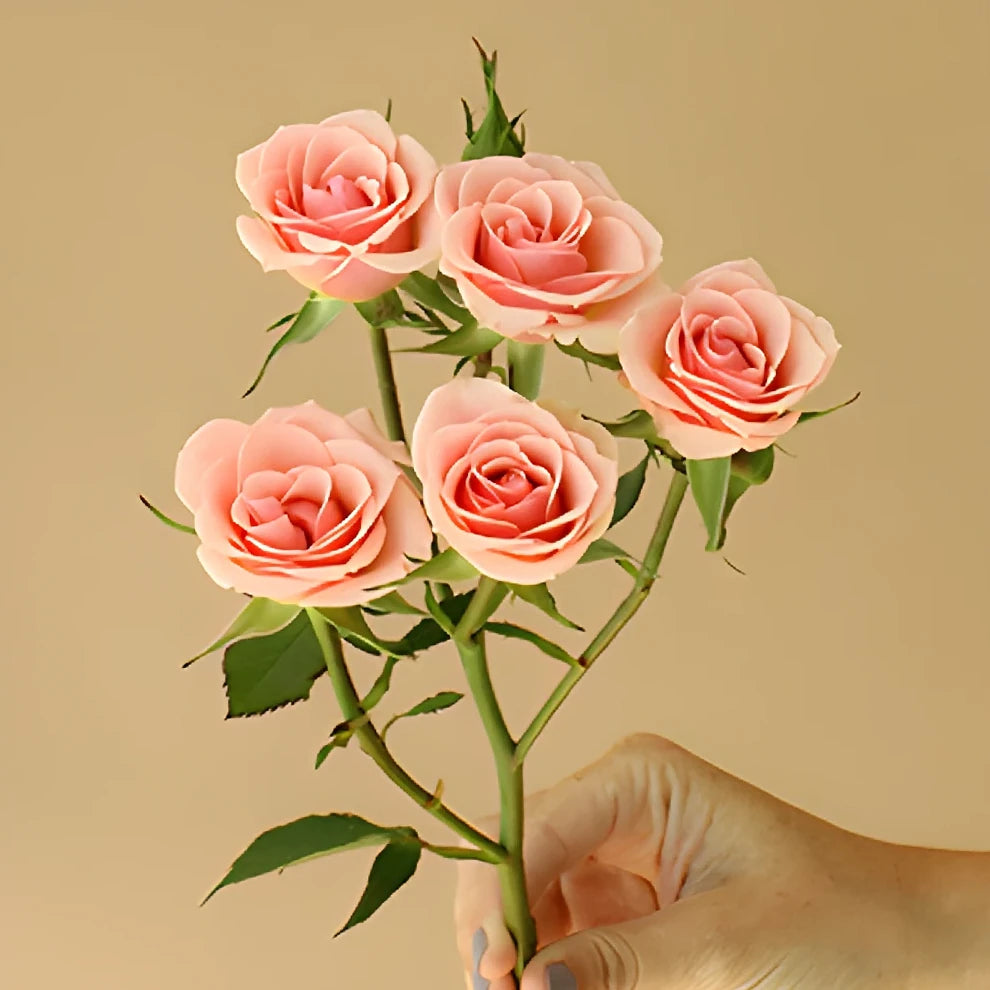 Peach Ilse Roses Spray - alternative 3