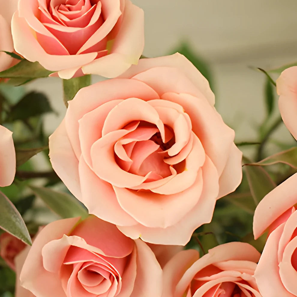 Peach Ilse Roses Spray - main
