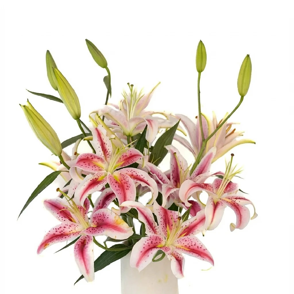 Starfighter Lilies Oriental - alternative 1