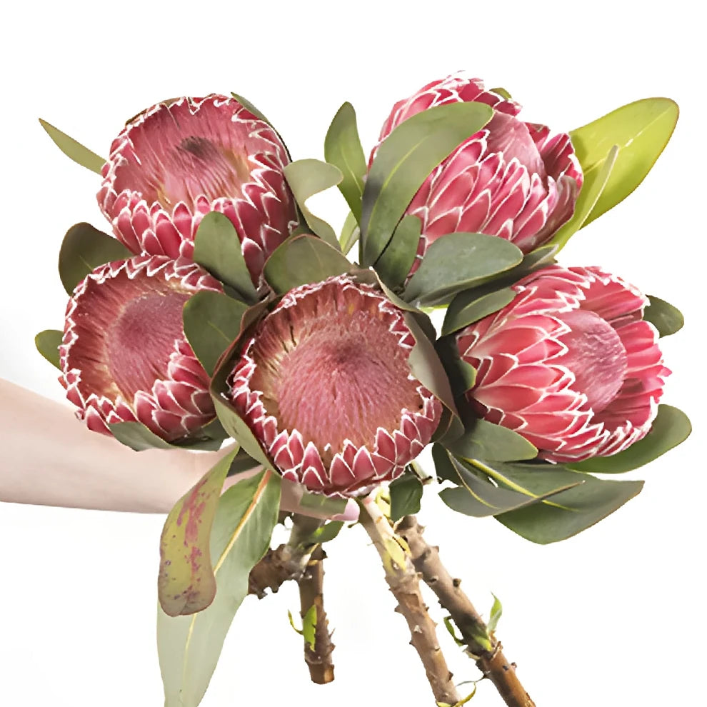 Empress Protea Tropicals - alternative 1